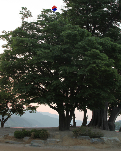 Nehir Manzaralı Yoga ve Doğa Turu – Namyangju & Yangpyeong