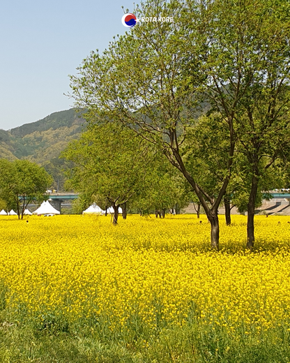 Nehir Manzaralı Yoga ve Doğa Turu – Namyangju & Yangpyeong