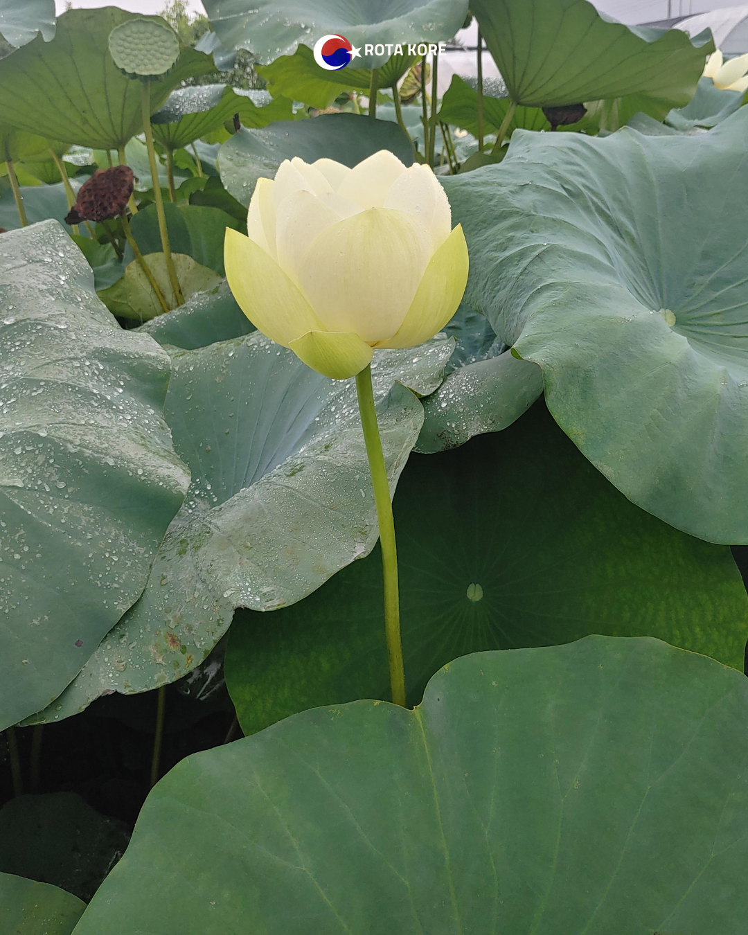 Nehir Manzaralı Yoga ve Doğa Turu – Namyangju & Yangpyeong